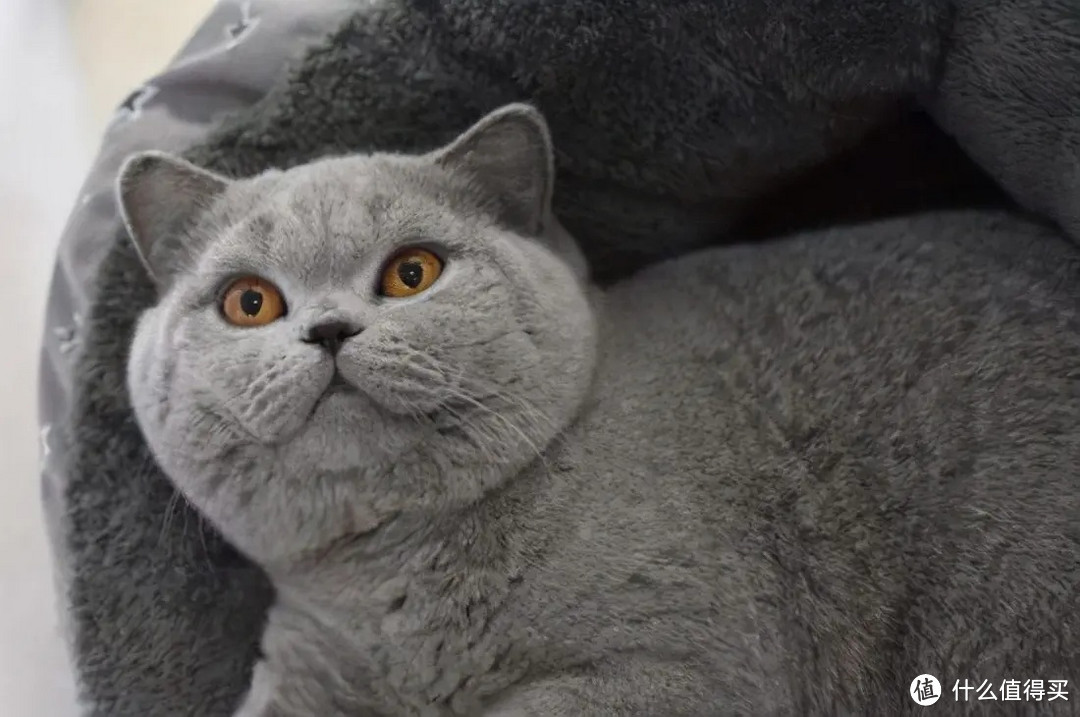 适合新手铲屎官养的十大宠物猫